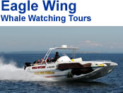 Victoria BC Whale Watching